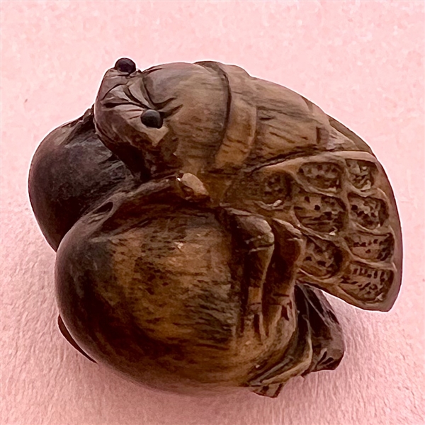 Boxwood button of a cicada.