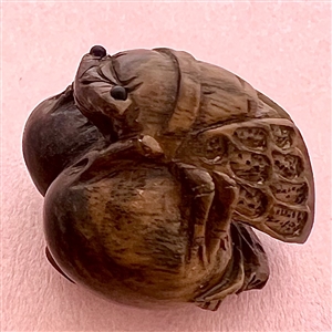 Boxwood button of a cicada.