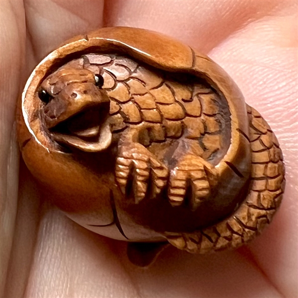 Boxwood button of a lizard breaking out of it’s egg.