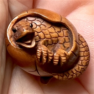 Boxwood button of a lizard breaking out of it’s egg.