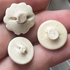 Three sweet little Satsuma buttons.