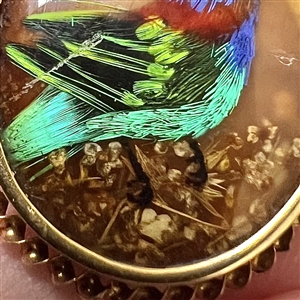 Bird button with real bird feathers over pearl under glass set in metal.