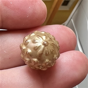 Blown pearlized glass modified ball button. 