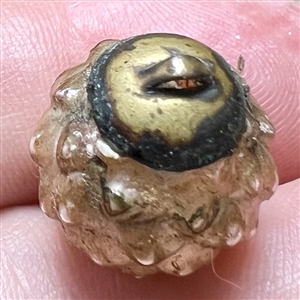 Blown pearlized glass modified ball button. 