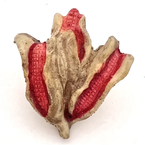 Acrylic shot button of a realistic corn.