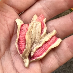 Acrylic shot button of a realistic corn.