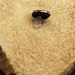 Acrylic shot button of a realistic corn.