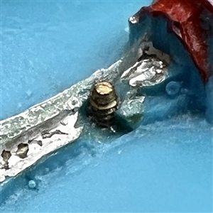 Plastic button of the Space Needle from the 1962 World's Fair in Seattle.