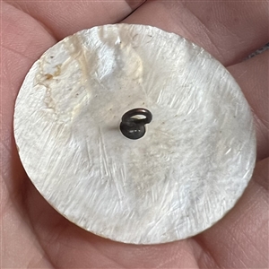 Bethlehem pearl button of Adam.