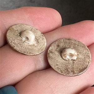 Two 19th c. sepia porcelain buttons of sailing ships.