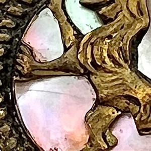 A 19th c. pearl background button in brass with rampant lion.
