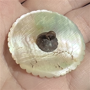 An 18th c. Carved pearl button with faceted paste center. 