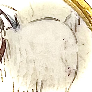 Japanese Satsuma button of a white dog.