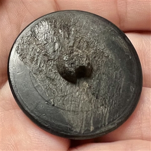 Unique size horn sporting button of a running whippet.